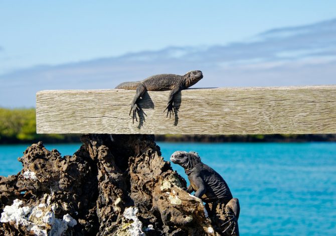Galapagos