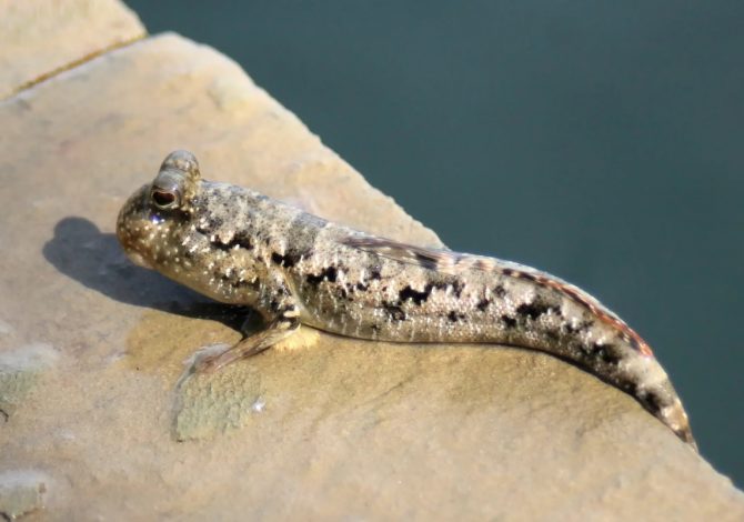 periophthalmus-argentilineatus-01 copia