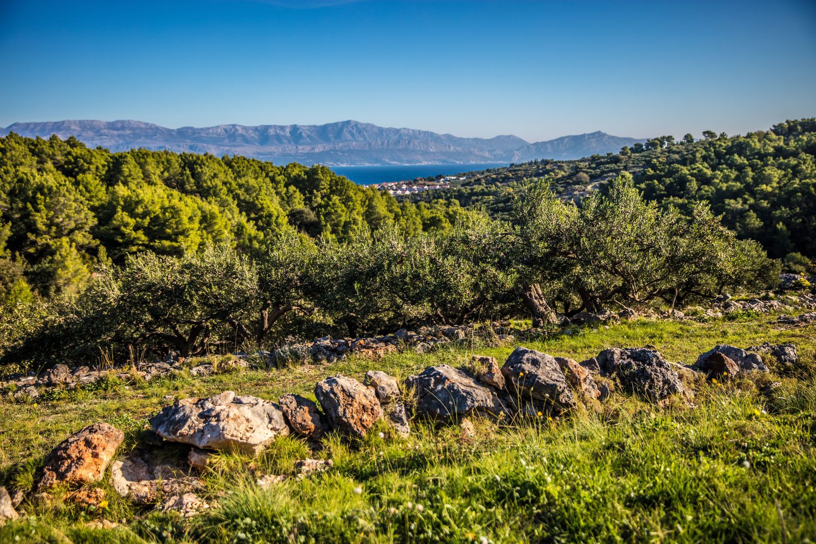 Colline abruzzesi con oliveti e vigneti verso il mare Adriatico