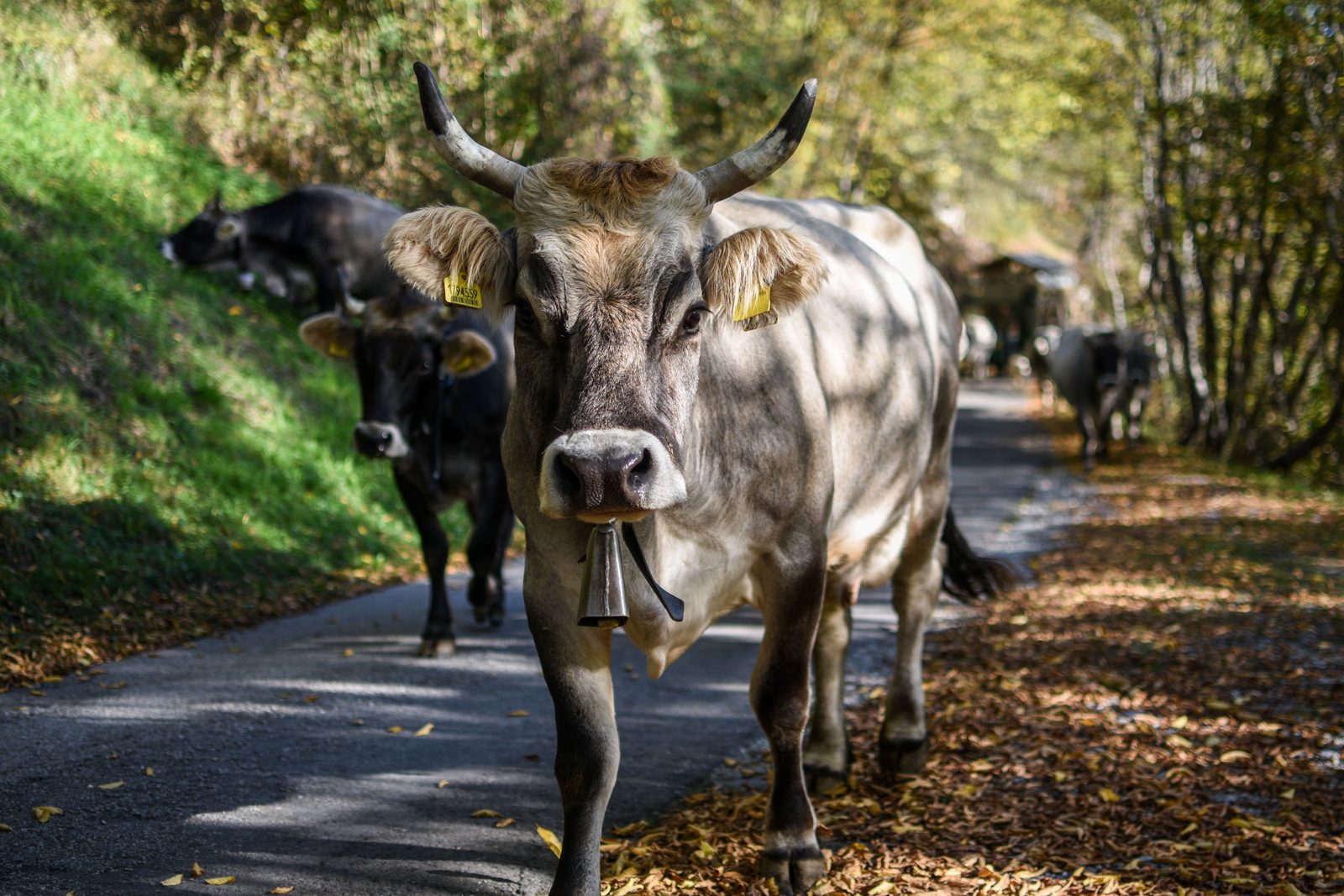 Allevatore valdostano con la sua mucca vincitrice dopo la battaglia, campanassa al collo Allevatore valdostano con la sua mucca vincitrice dopo la battaglia, campanassa al collo
