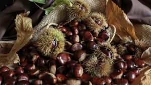 Le castagne più buone in Lombardia: le gite nei boschi dove raccoglierle da fare questo autunno