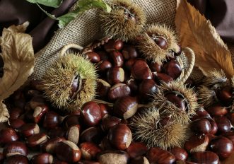 Le castagne più buone in Lombardia: le gite nei boschi dove raccoglierle da fare questo autunno