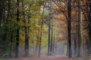 5 gite in Lombardia a vivere la magia del foliage prima che arrivi l’inverno