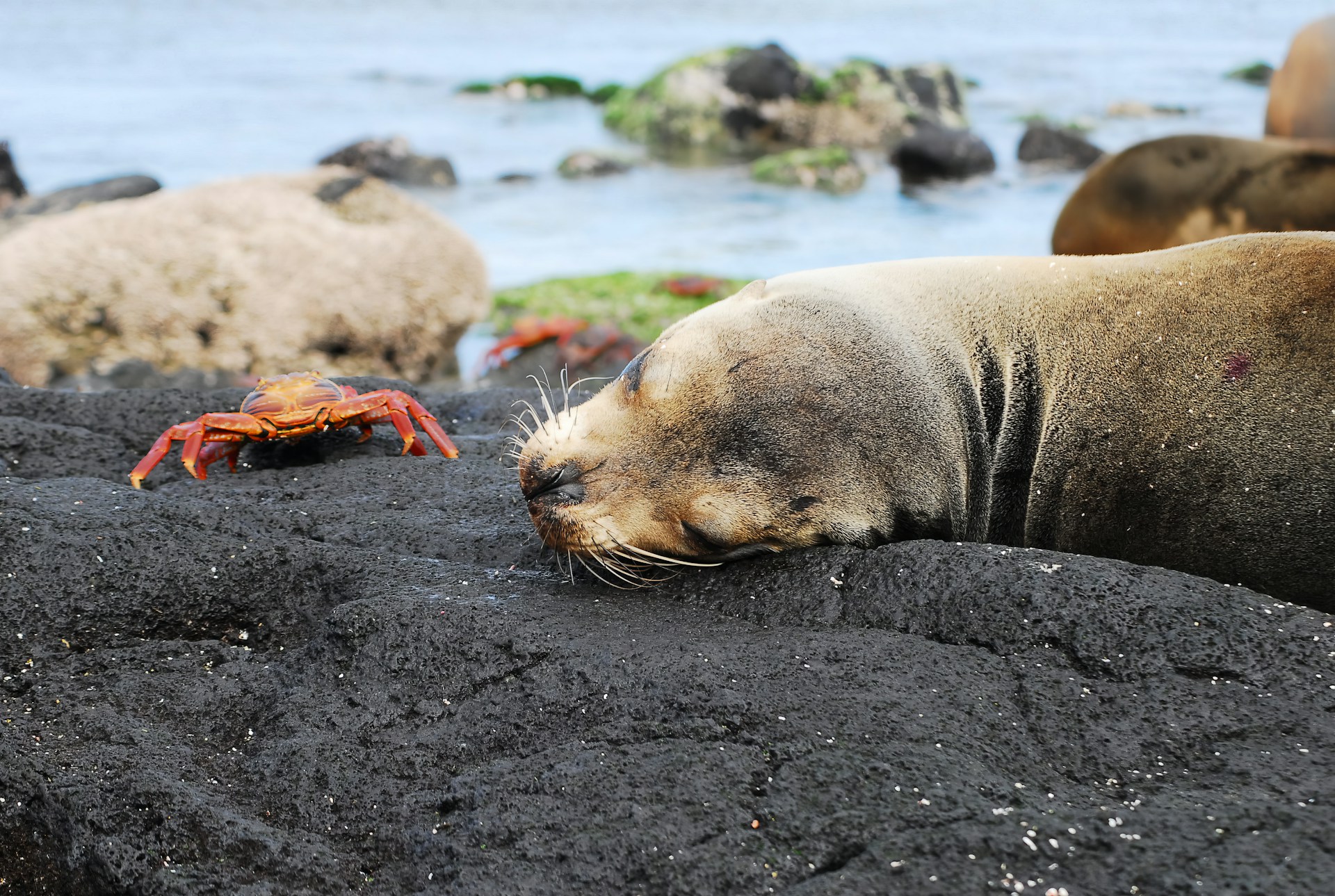 Galapagos